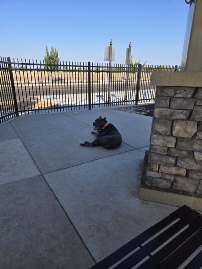 Ellis Dog Park - Tracy, CA