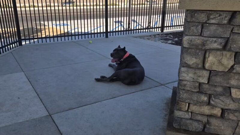 Ellis Dog Park - Tracy, CA