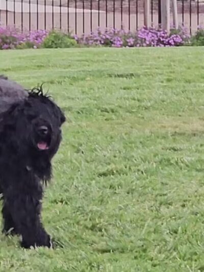 Gene Birk Dog Park - Tracy, CA