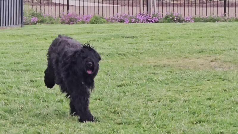 Gene Birk Dog Park - Tracy, CA