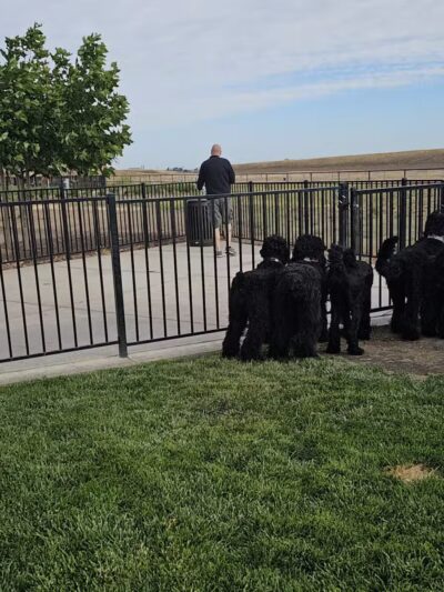 Gene Birk Dog Park - Tracy, CA