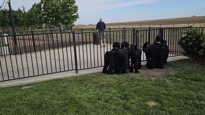 Gene Birk Dog Park - Tracy, CA