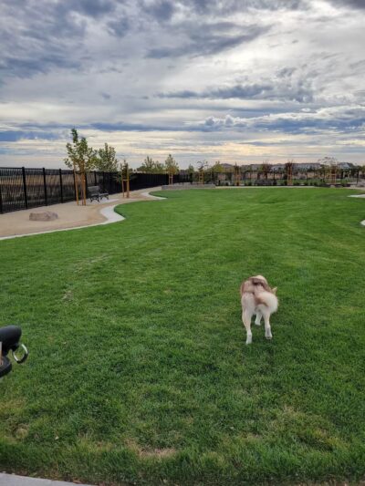 Gene Birk Dog Park - Tracy, CA
