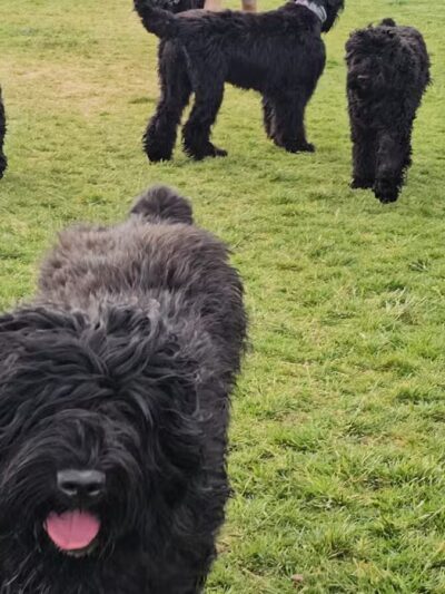 Gene Birk Dog Park - Tracy, CA