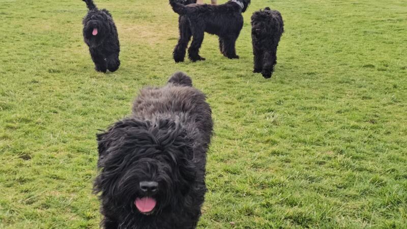 Gene Birk Dog Park - Tracy, CA