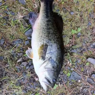 Pike County Lake - Troy, AL