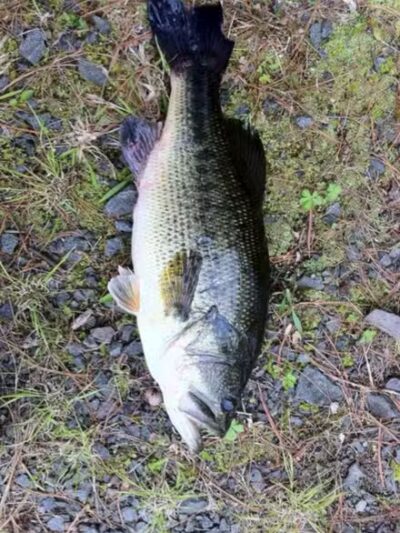 Pike County Lake - Troy, AL