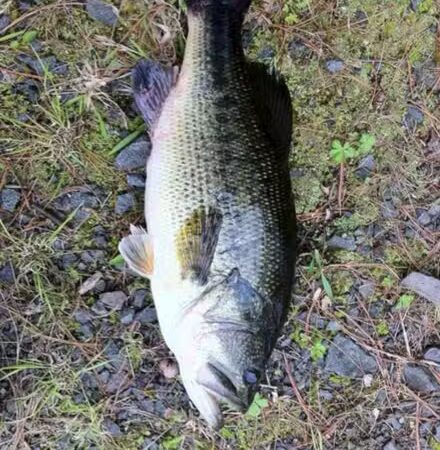 Pike County Lake - Troy, AL