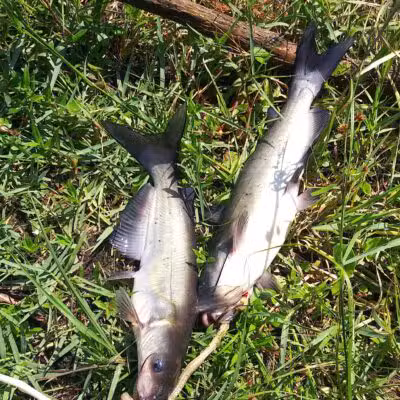 Pike County Lake - Troy, AL