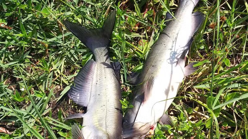 Pike County Lake - Troy, AL