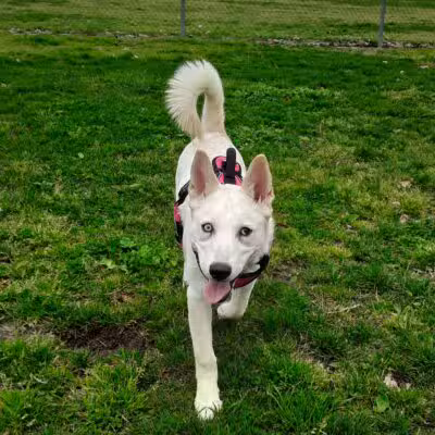 Quaile Rand Norton Dog Park - Turlock, CA