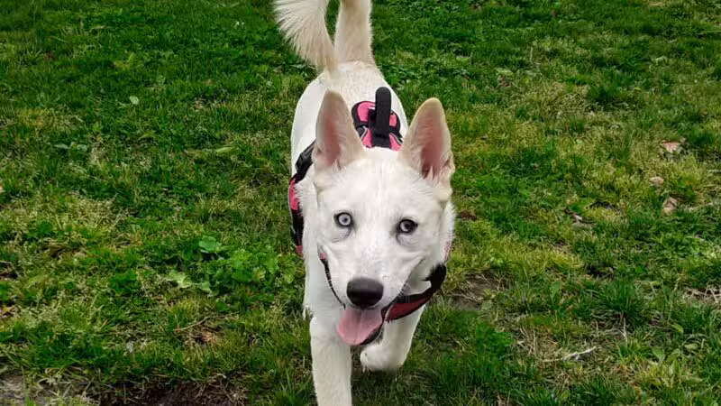 Quaile Rand Norton Dog Park - Turlock, CA