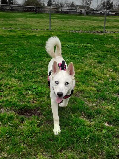 Quaile Rand Norton Dog Park - Turlock, CA