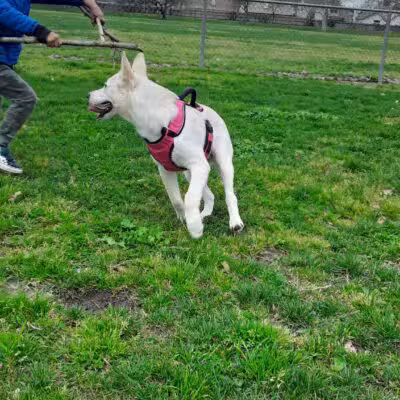 Quaile Rand Norton Dog Park - Turlock, CA