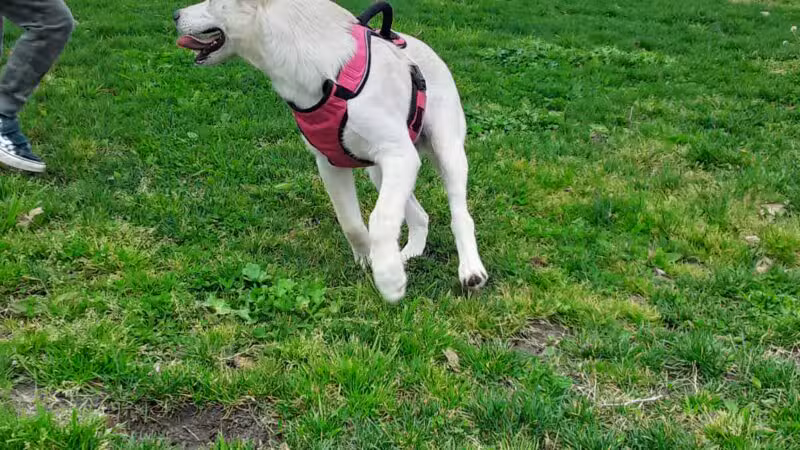 Quaile Rand Norton Dog Park - Turlock, CA