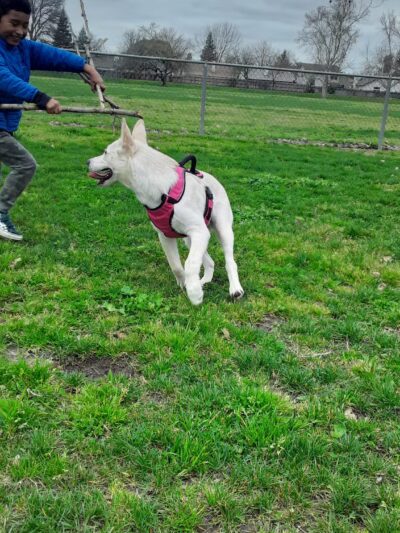 Quaile Rand Norton Dog Park - Turlock, CA
