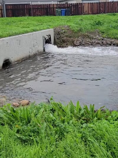 Quaile Rand Norton Dog Park - Turlock, CA