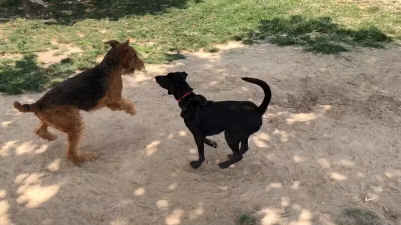 Swanson Centennial Park - Turlock, CA