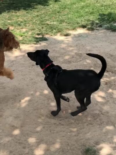 Swanson Centennial Park - Turlock, CA