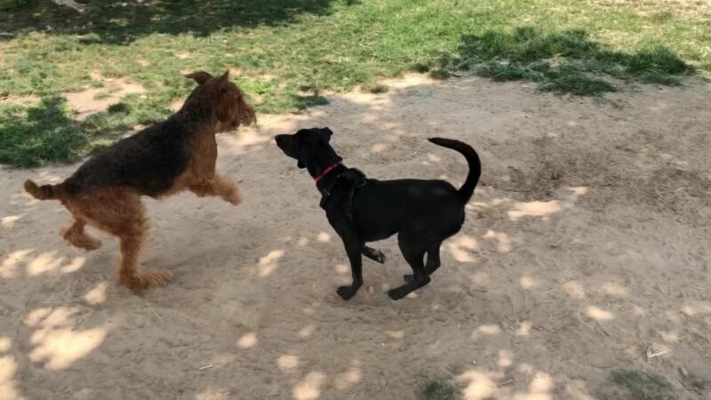 Swanson Centennial Park - Turlock, CA