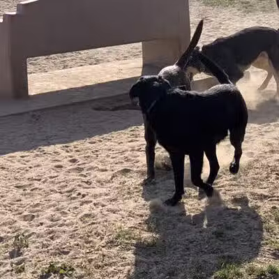 Swanson Centennial Park - Turlock, CA