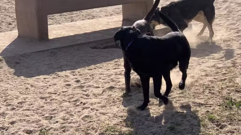 Swanson Centennial Park - Turlock, CA