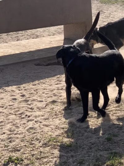 Swanson Centennial Park - Turlock, CA