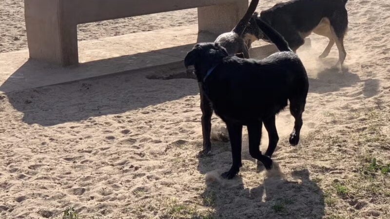 Swanson Centennial Park - Turlock, CA