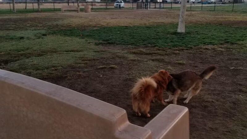 Swanson Centennial Park - Turlock, CA