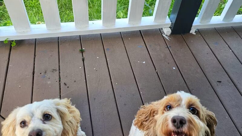 Ultimutt Experience - ,