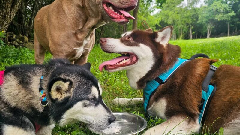 Ultimutt Experience - ,