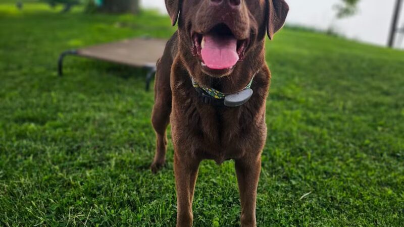 Ultimutt Experience - ,