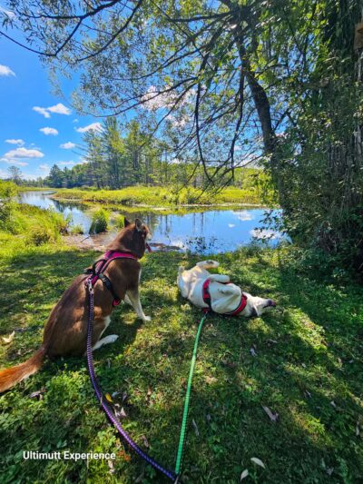 Ultimutt Experience - ,