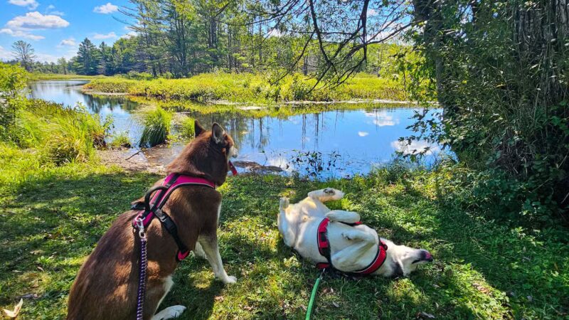 Ultimutt Experience - ,