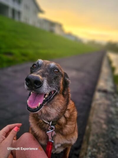 Ultimutt Experience - ,