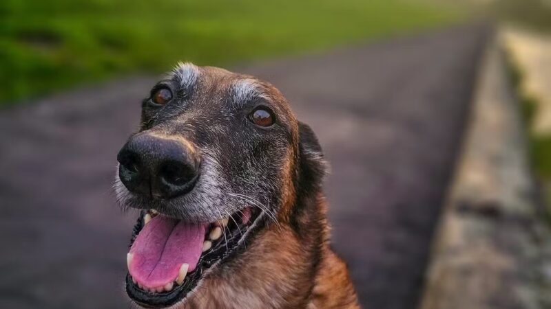 Ultimutt Experience - ,