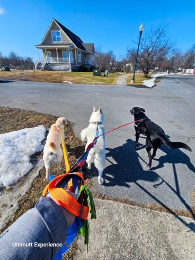 Ultimutt Experience - ,