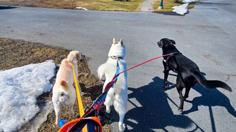 Ultimutt Experience - ,