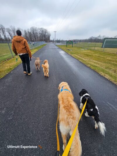 Ultimutt Experience - ,