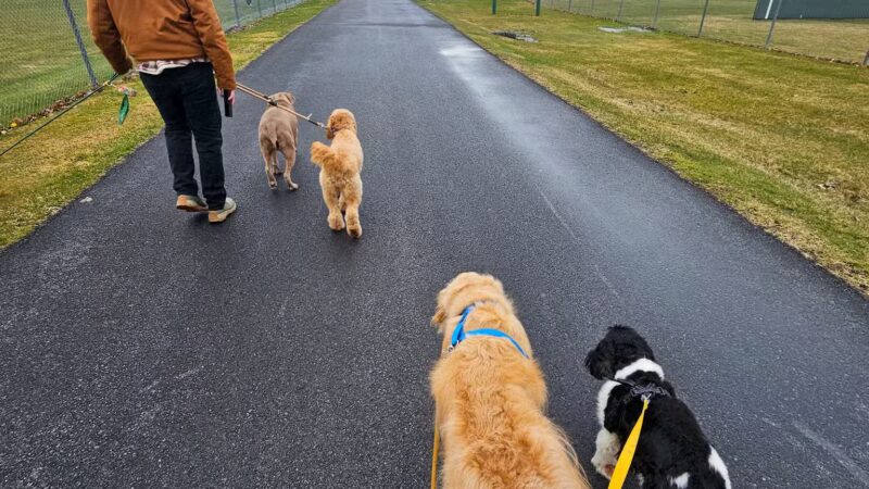 Ultimutt Experience - ,