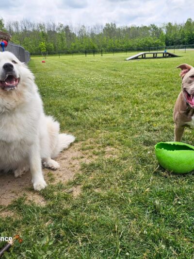 Ultimutt Experience - ,