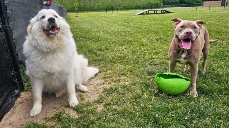 Ultimutt Experience - ,