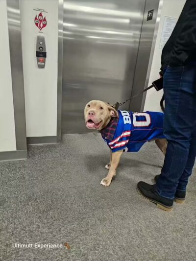 Ultimutt Experience - ,