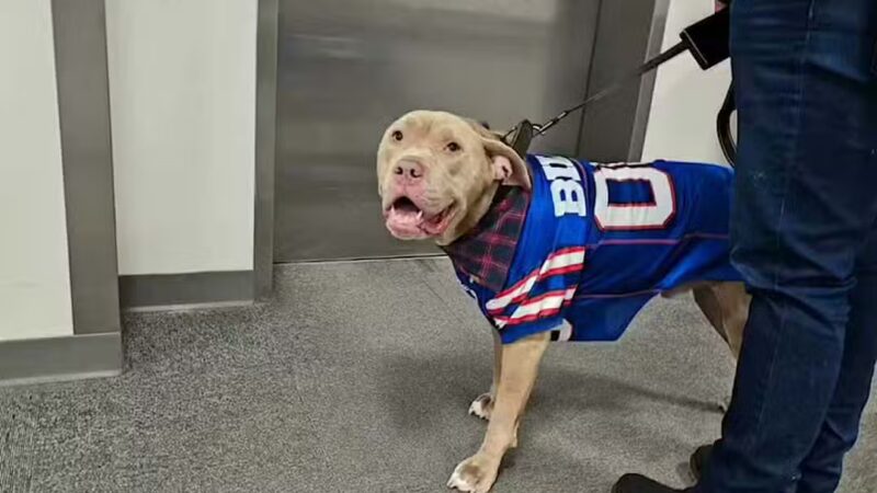 Ultimutt Experience - ,