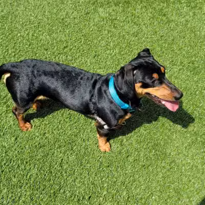 Union City Large Dog Park - Union City, NJ
