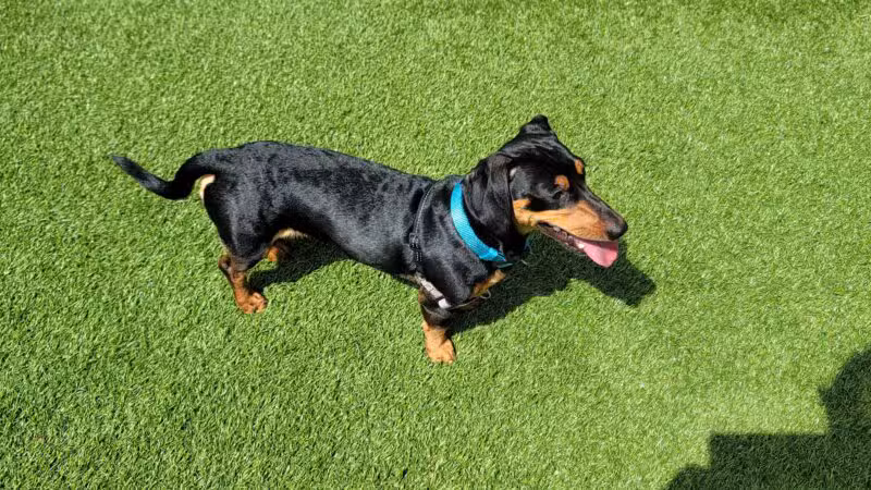 Union City Large Dog Park - Union City, NJ