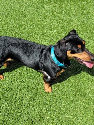 Union City Large Dog Park - Union City, NJ