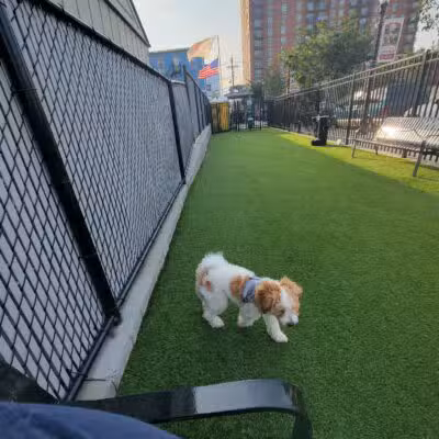 Union City Large Dog Park - Union City, NJ