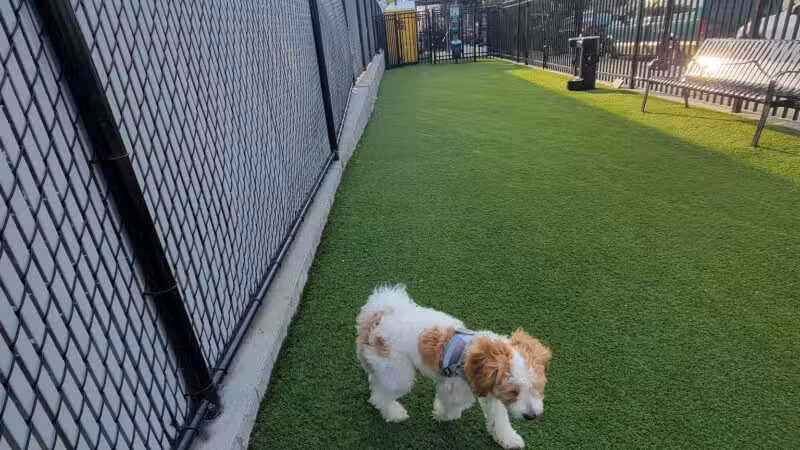 Union City Large Dog Park - Union City, NJ