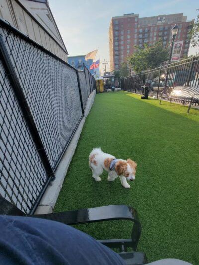 Union City Large Dog Park - Union City, NJ